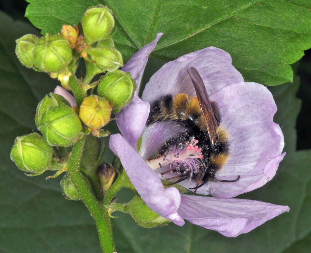 Flora of Eastern Washington Image: Iliamna rivularis 6