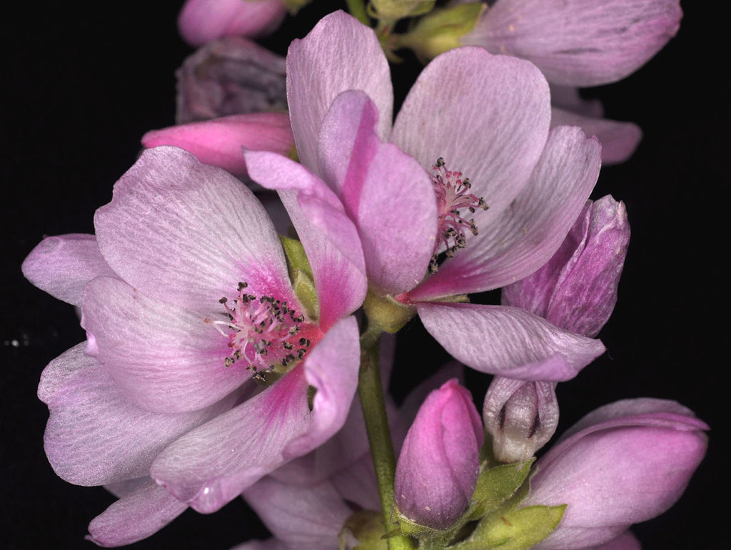 Flora of Eastern Washington Image: Iliamna rivularis 4