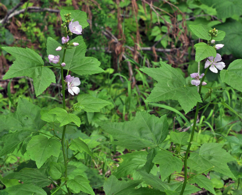 Flora of Eastern Washington Image: Iliamna rivularis 1