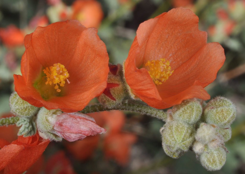 Flora of Eastern Washington Image: Sphaeralcea muhroana 5