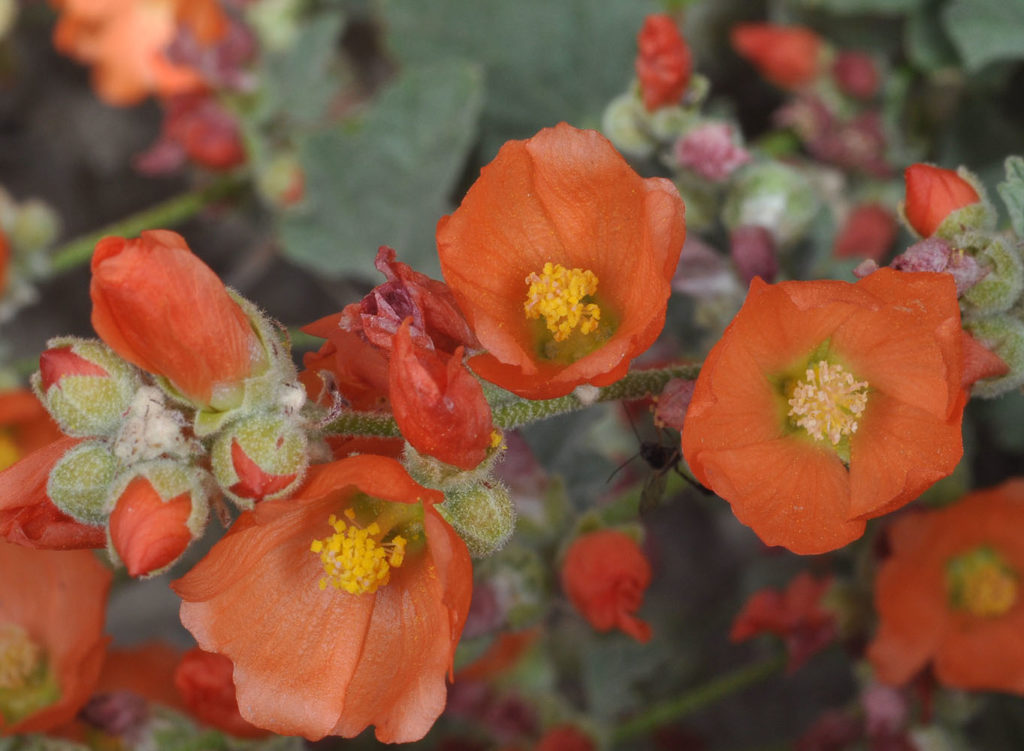 Flora of Eastern Washington Image: Sphaeralcea munroana three flowers