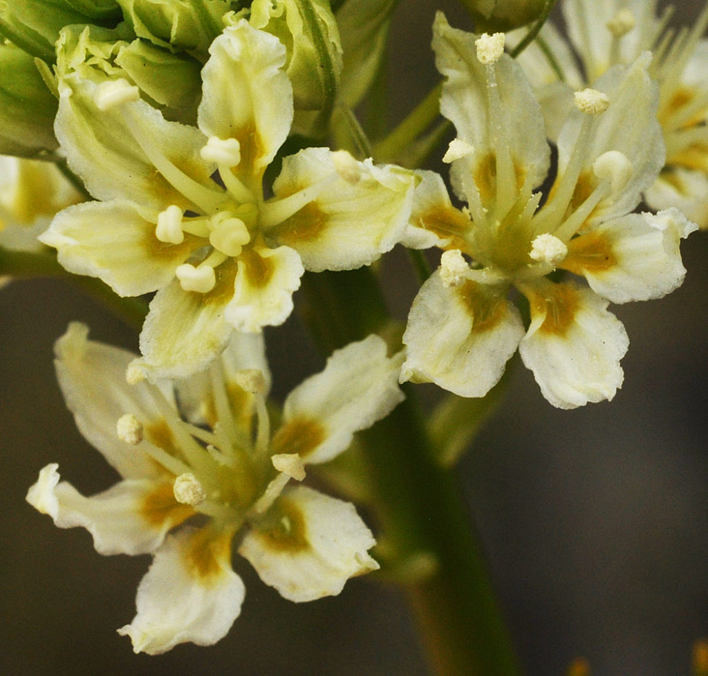 Flora of Eastern Washington Image: Toxicoscordion venenosum zoom in on three flowers in bulb