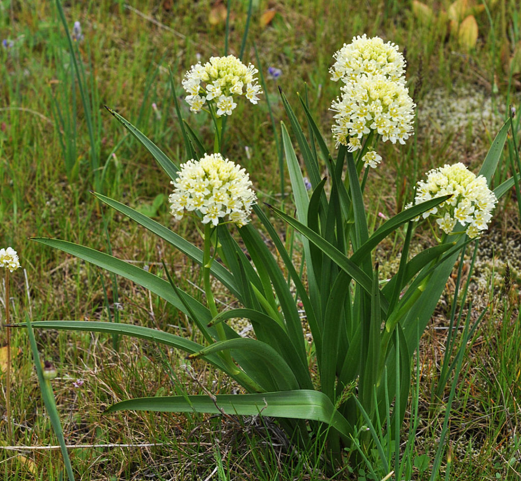 Flora of Eastern Washington Image: Toxicoscordion venenosum full plant with learge leaves in nautre