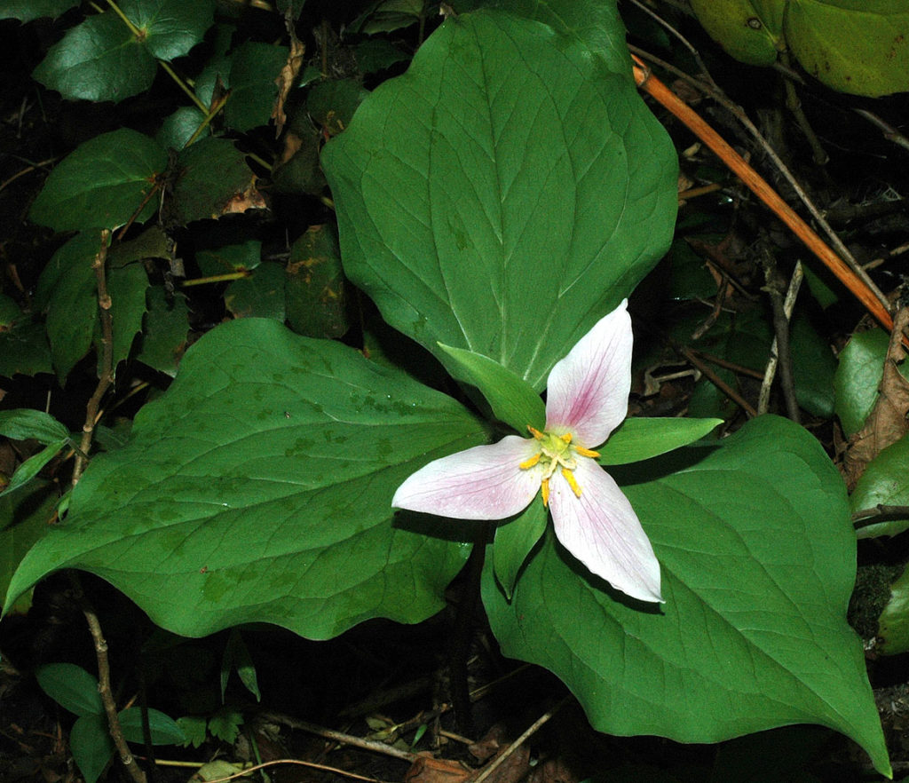 Flora of Eastern Washington Image: Trillium ovatum leaves flower and center of flower in nature
