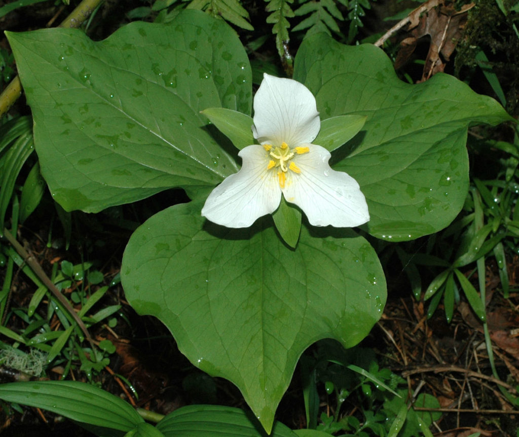 Flora of Eastern Washington Image: Trillium ovatum flower only in nature