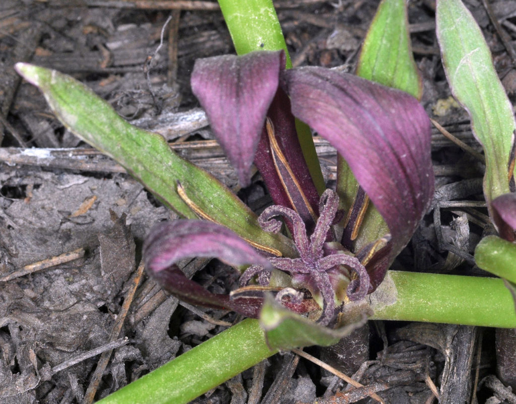 Flora of Eastern Washington Image: Trillium petiolatum zoom in on center of flower in nature