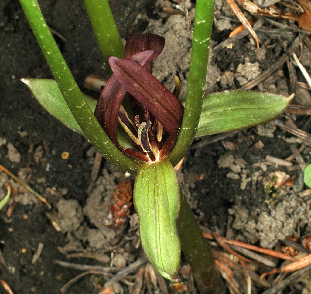 Flora of Eastern Washington Image: Trillium petiolatum center of flower with stems in nature