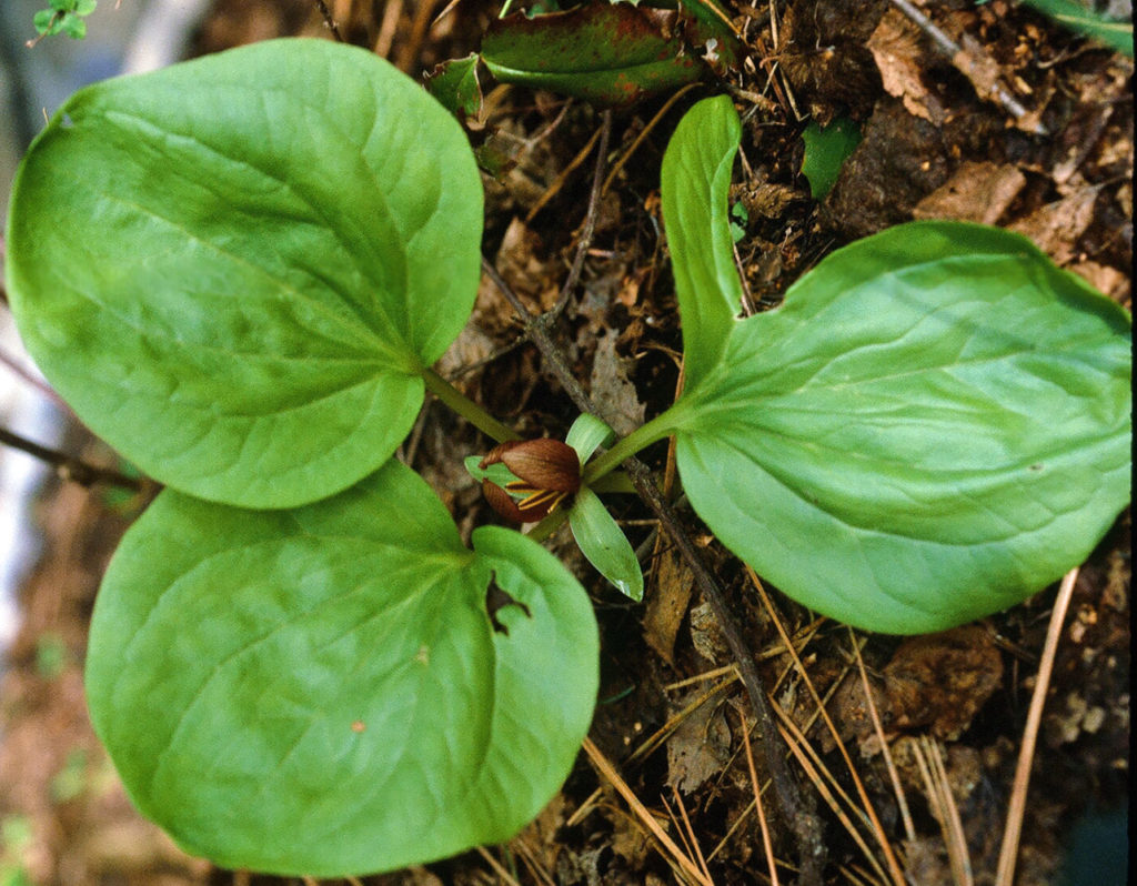 Flora of Eastern Washington Image: Trillium petiolatum zoom in on leaves in nature