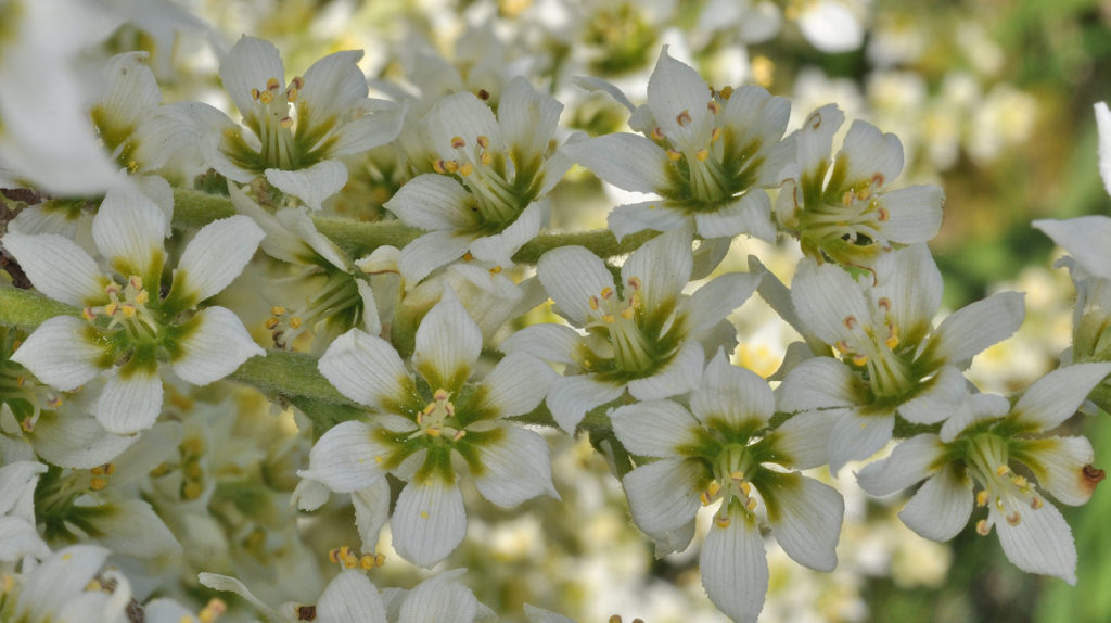 Flora of Eastern Washington Image: Veratrum californicum zoom in on flower of plant with lighter center