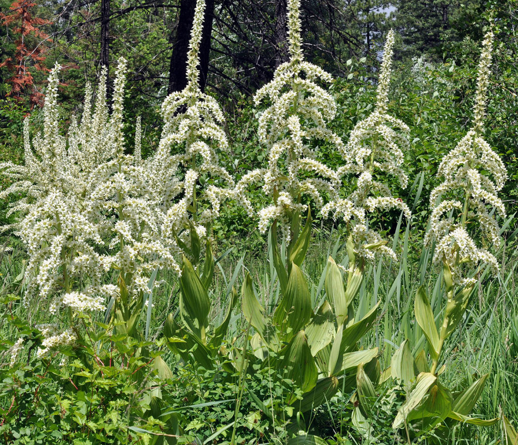 Flora of Eastern Washington Image: Veratrum californicum full plant in nature lighter