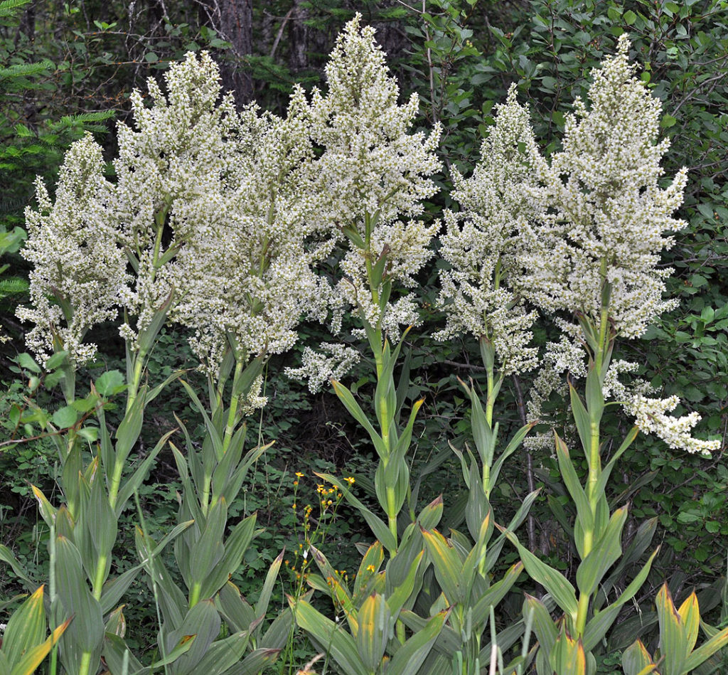 Flora of Eastern Washington Image: Veratrum californicum full plant in nature