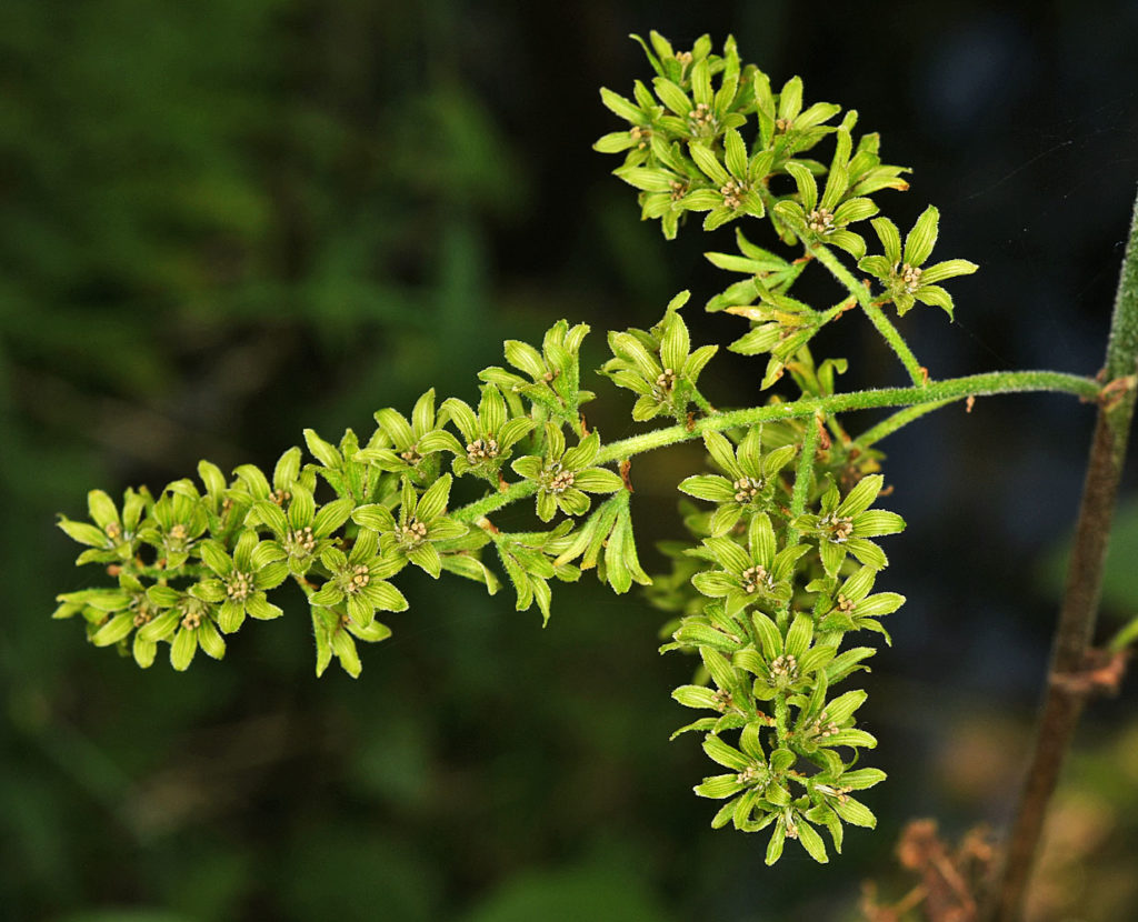 Photo of Veratrum viride zoome in on leaves of small leafy part