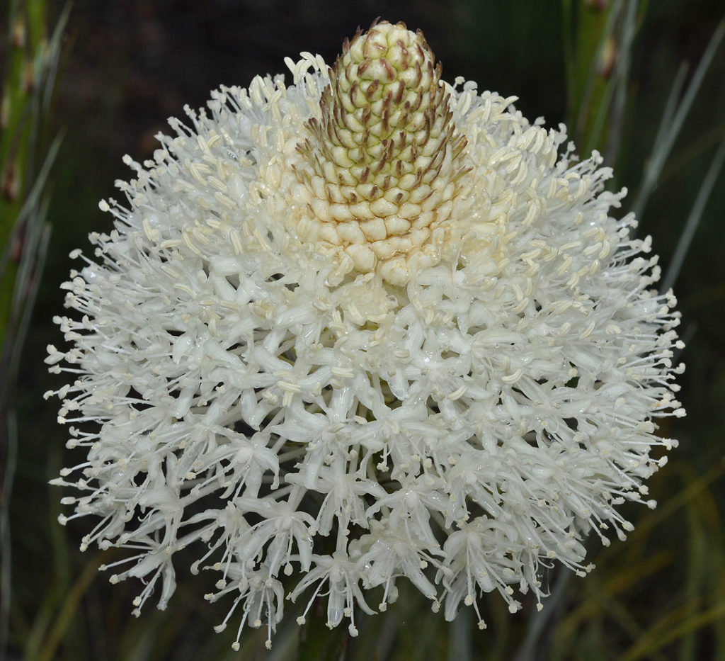 Flora of Eastern Washington Image: Xerophyllum tenax bloomed zoomed in