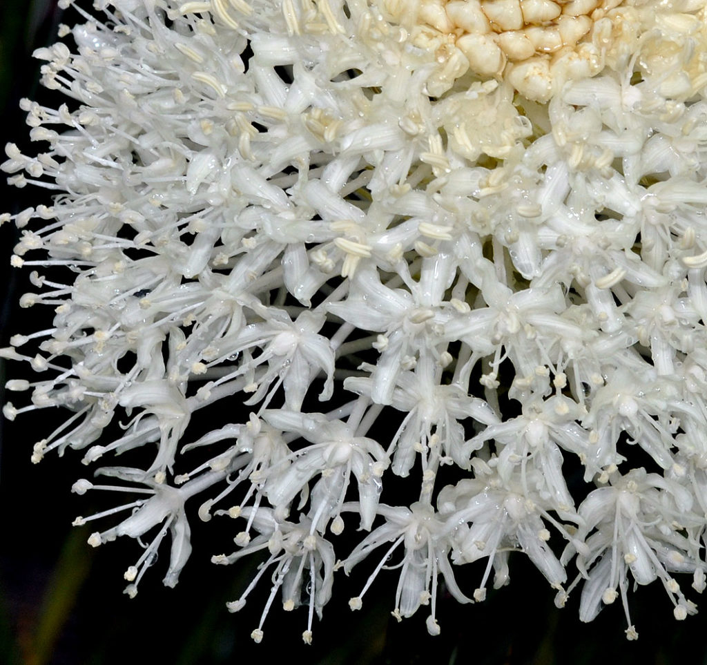 Flora of Eastern Washington Image: Xerophyllum tenax flowers in a lab