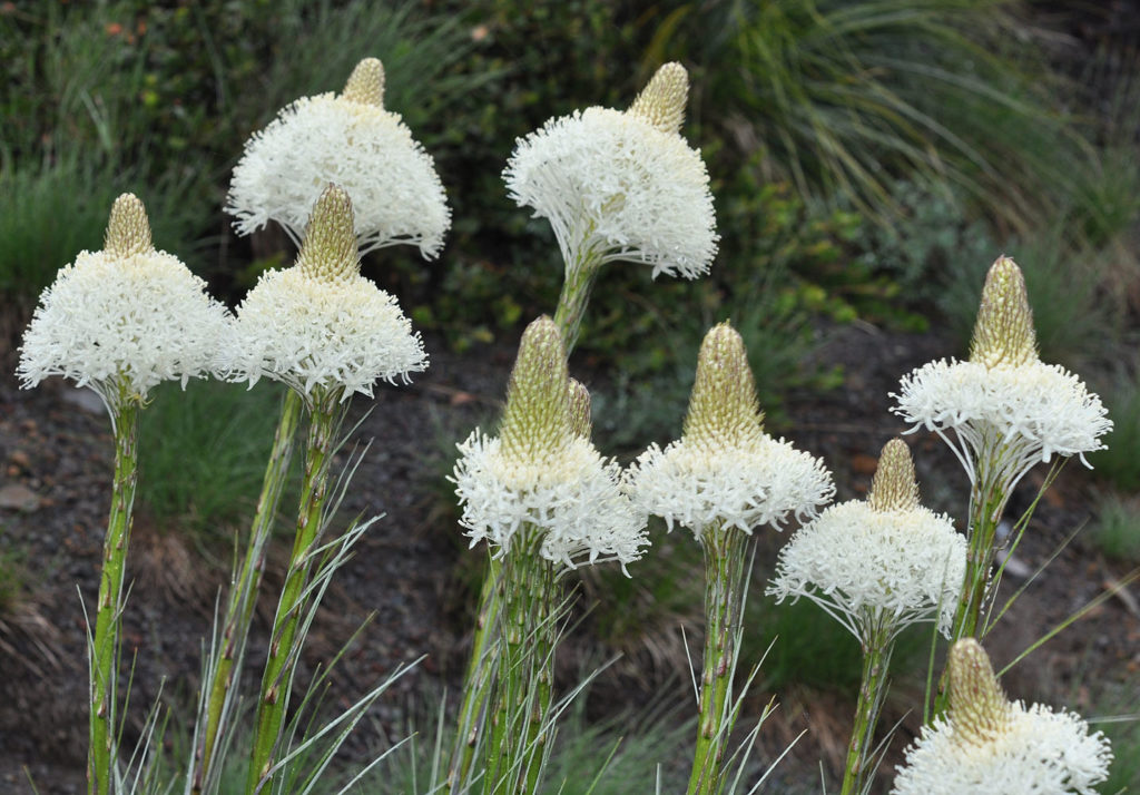 Flora of Eastern Washington Image: Xerophyllum tenax zoomed in nature