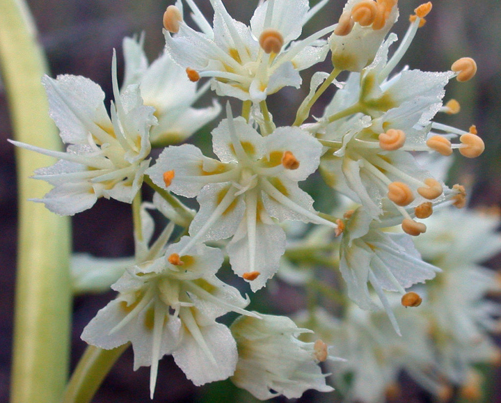 Flora of Eastern Washington Image: Toxicoscordion paniculatum zoomed front view of flowers