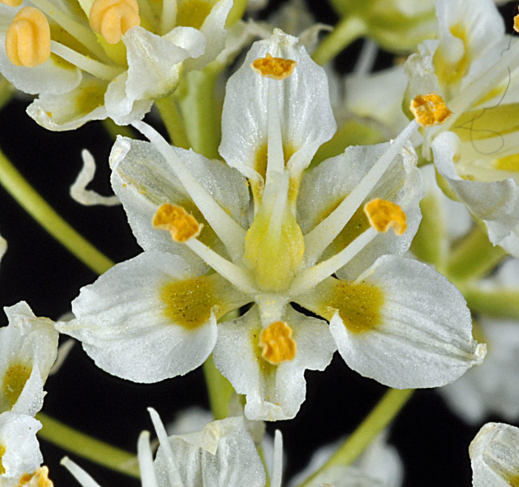 Flora of Eastern Washington Image: Toxicoscordion paniculatum zoom in on center of flower