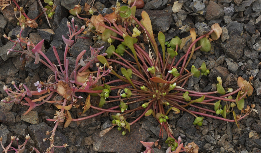 Flora of Eastern Washington Image: Claytonia rubra 16