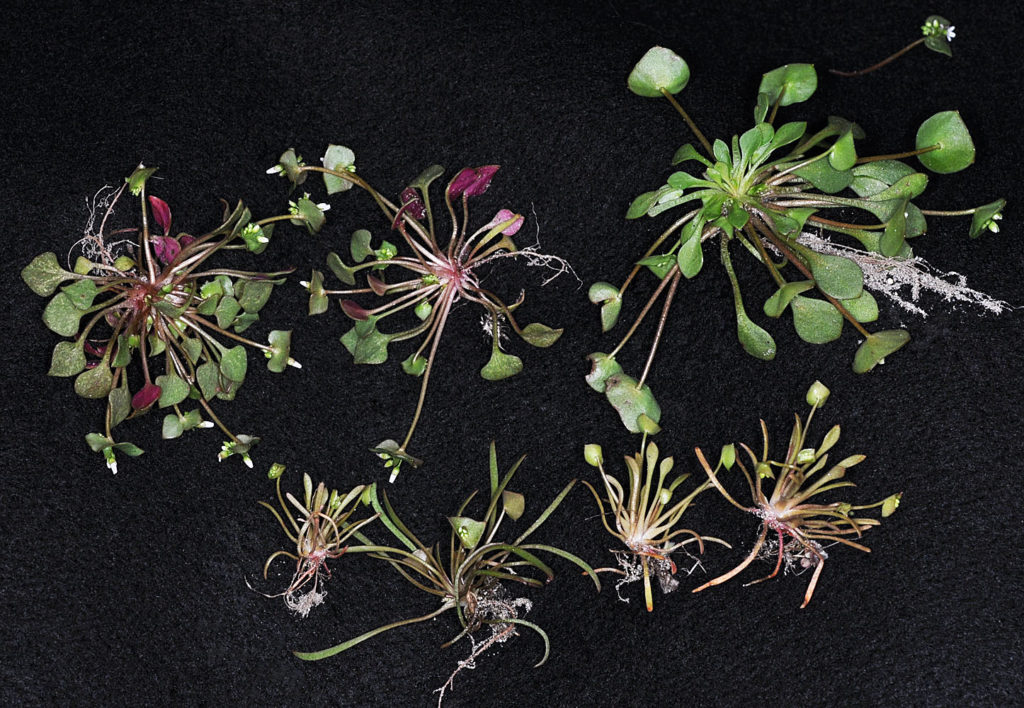 Flora of Eastern Washington Image: Claytonia rubra 25
