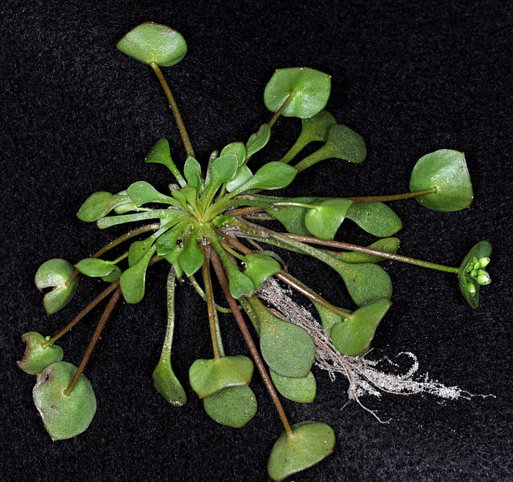 Flora of Eastern Washington Image: Claytonia rubra 21