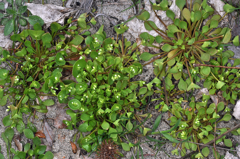 Flora of Eastern Washington Image: Claytonia rubra 20
