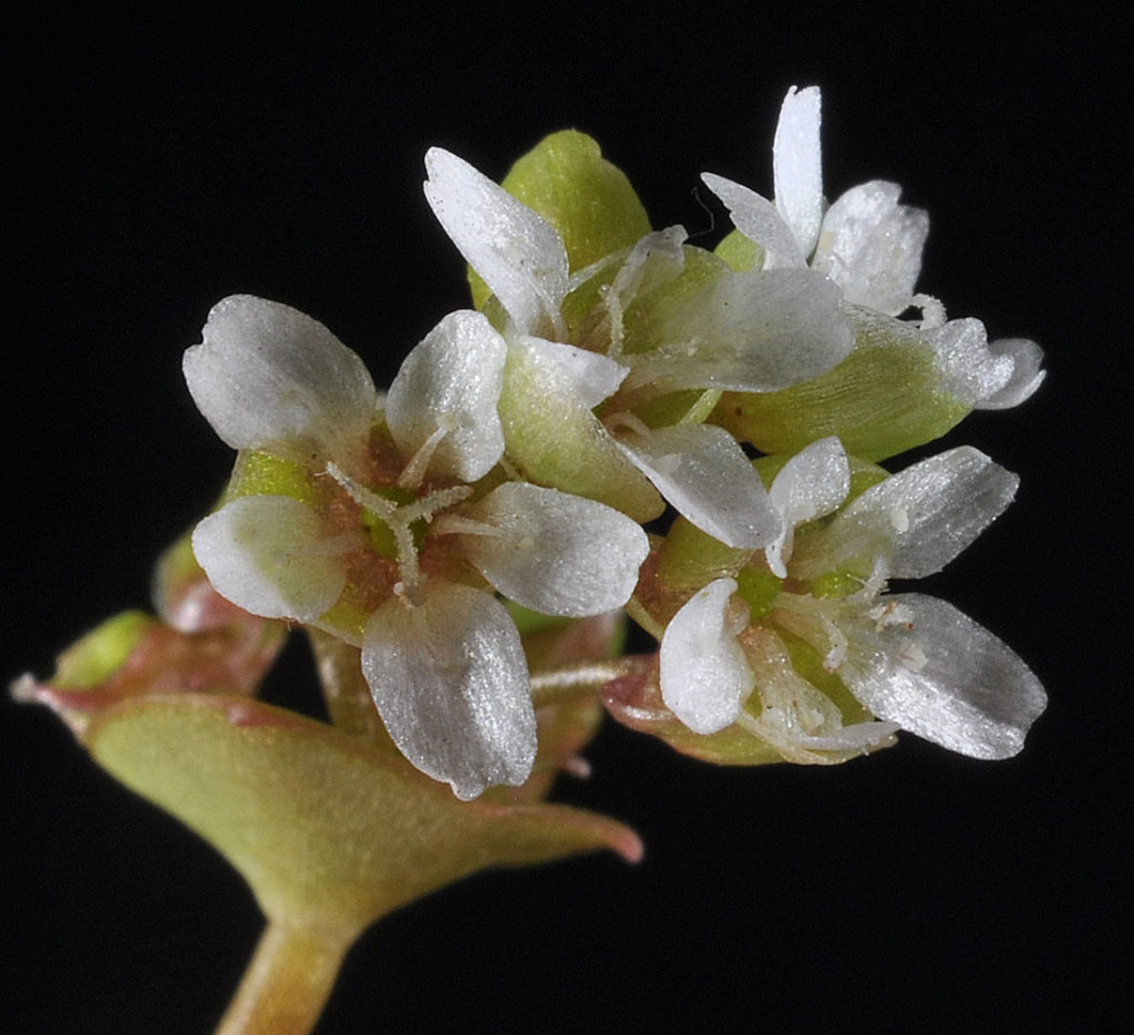 Flora of Eastern Washington Image: Claytonia rubra 14