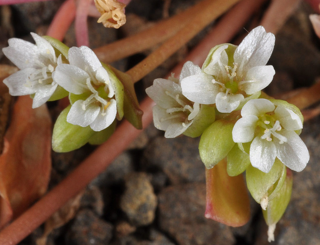 Flora of Eastern Washington Image: Claytonia rubra 13