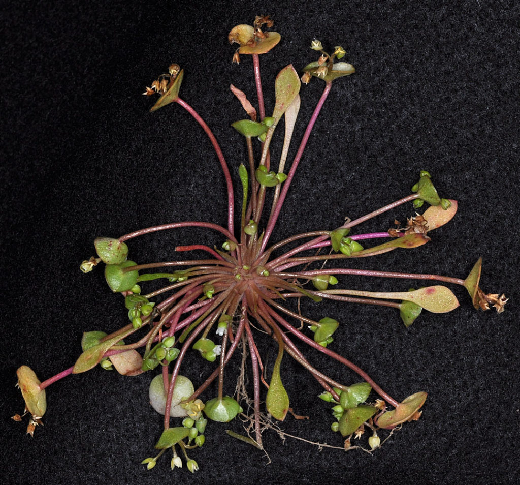 Flora of Eastern Washington Image: Claytonia rubra 12