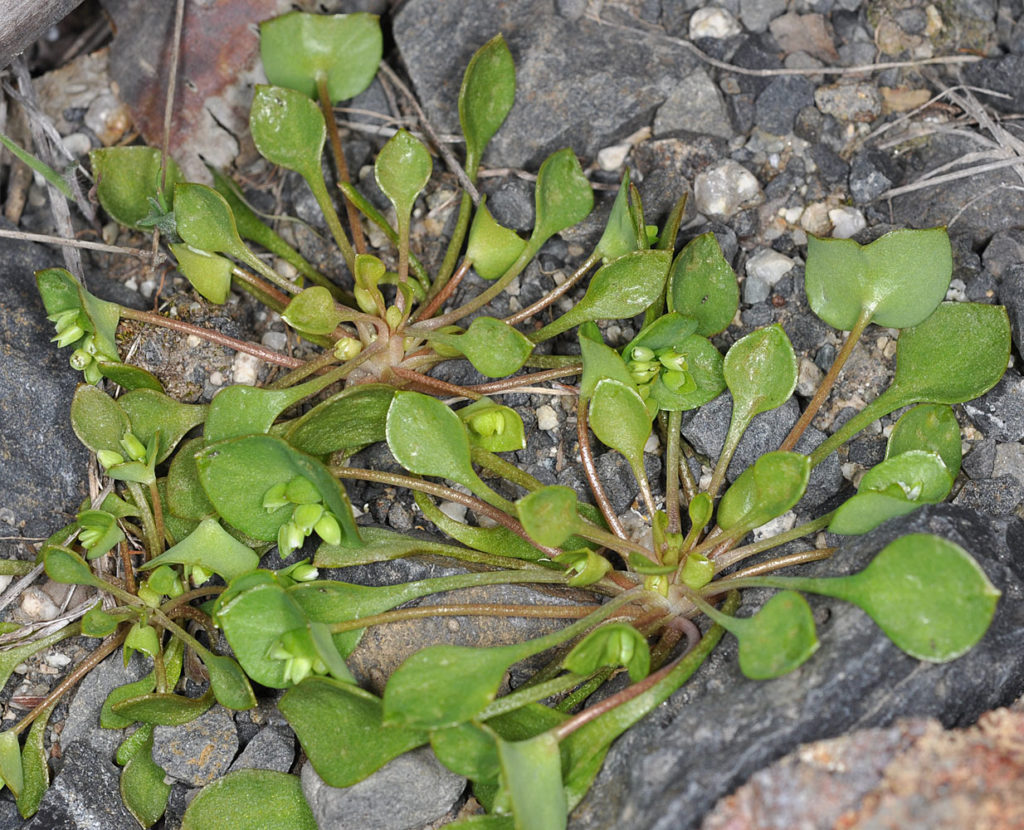 Flora of Eastern Washington Image: Claytonia rubra 18