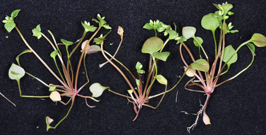 Flora of Eastern Washington Image: Claytonia rubra 2