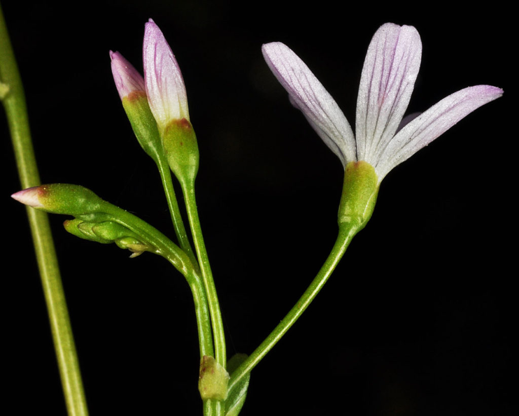 Flora of Eastern Washington Image: Montia parvifolia 7