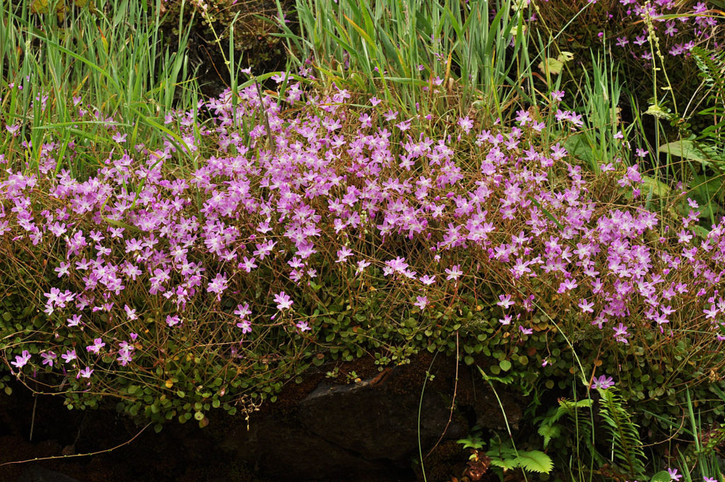 Flora of Eastern Washington Image: Montia parvifolia 2