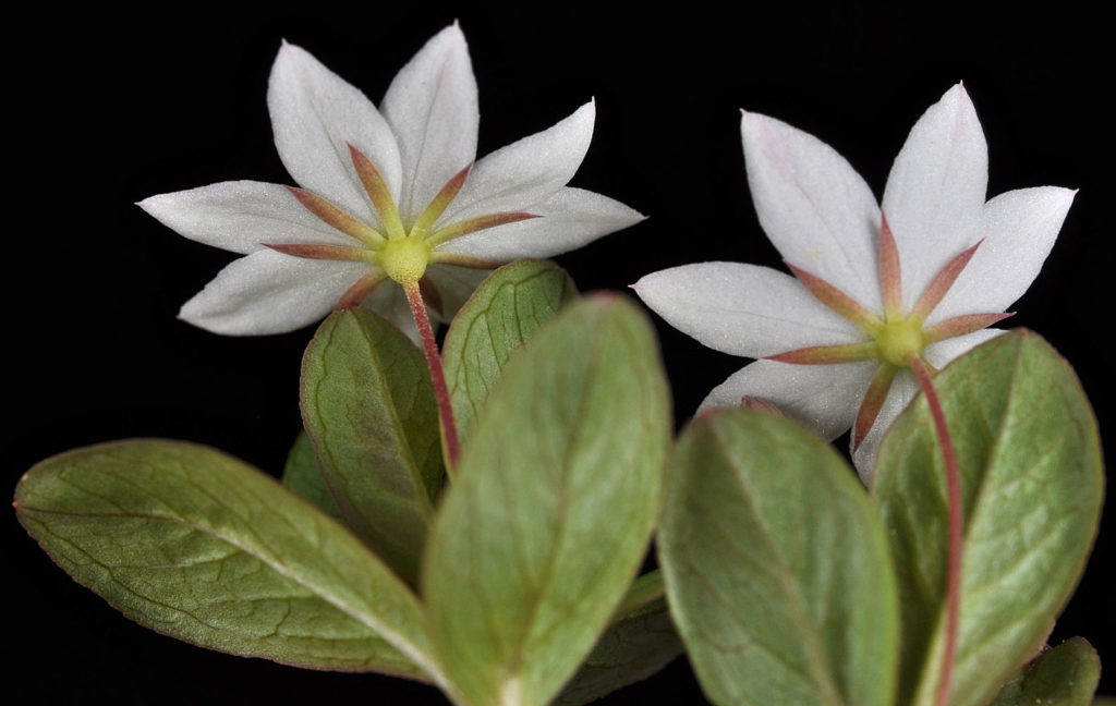 Flora of Eastern Washington Image: Trientalis europaea underside of flower