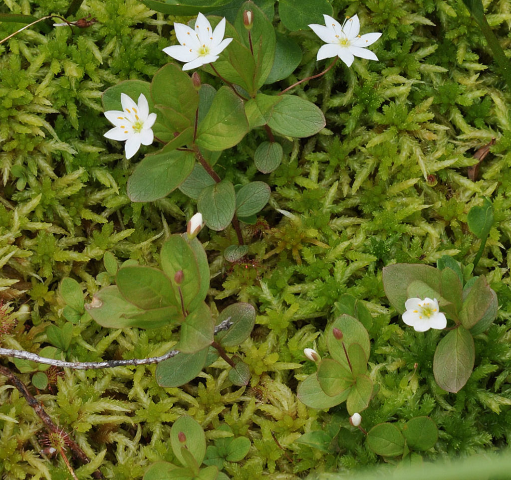 Flora of Eastern Washington Image: Lysimachia europaea 2