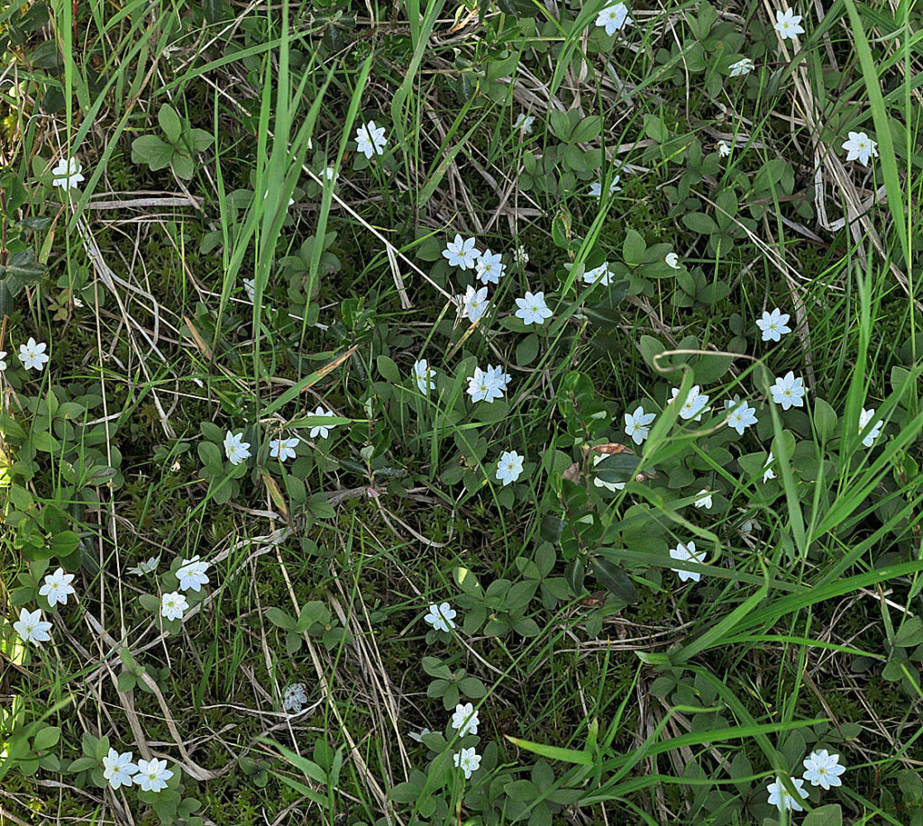 Flora of Eastern Washington Image: Trientalis europaea full plant zoomed out in nature