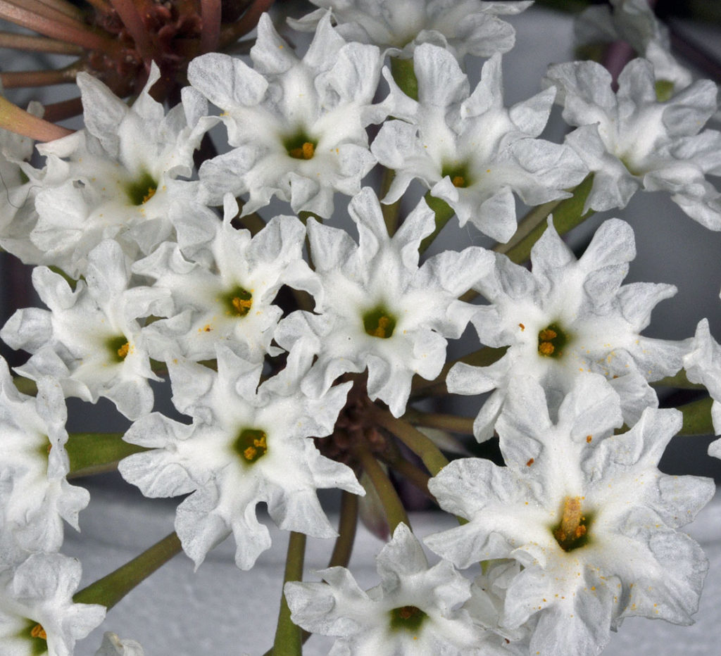 Abronia mellifera flowers bloomed
