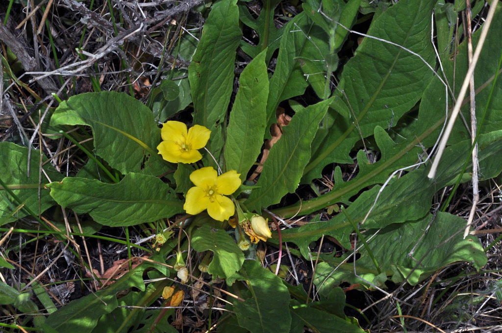 Flora of Eastern Washington Image: Taraxia subacaulis top down view in nature