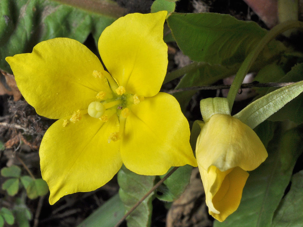 Flora of Eastern Washington Image: Taraxia subacaulis front view in nature