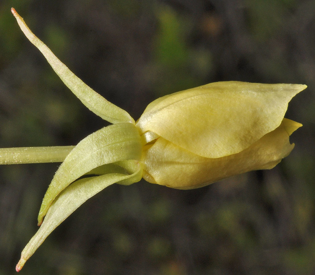 Flora of Eastern Washington Image: Taraxia subacaulis side profile in nature