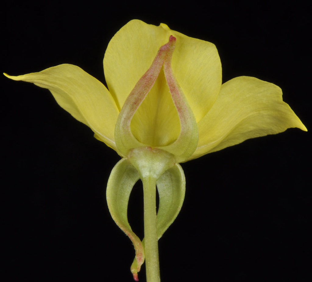 Flora of Eastern Washington Image: Taraxia subacaulis side profile of flower