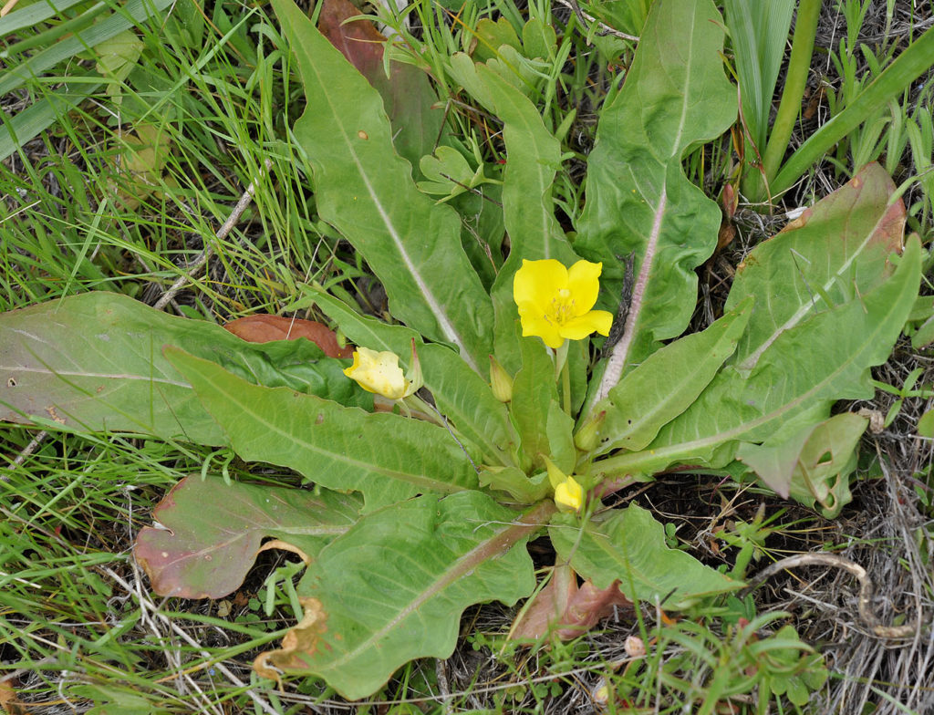Flora of Eastern Washington Image: Taraxia subacaulis full plant in nature