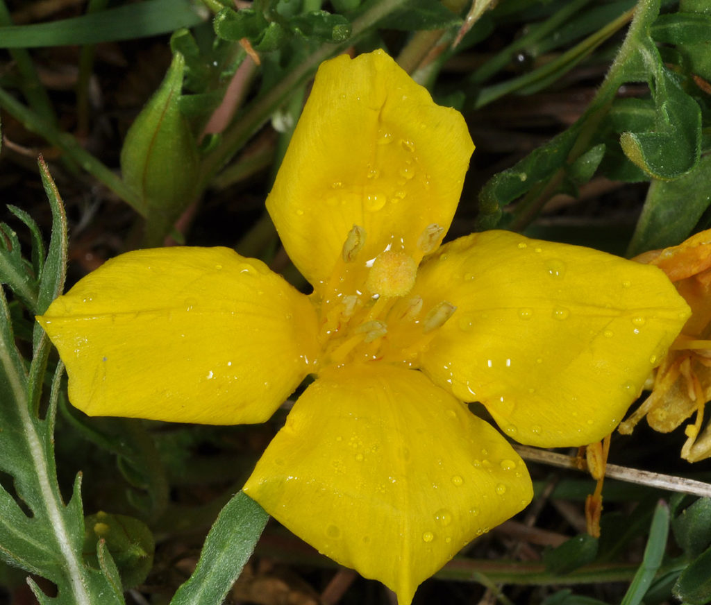 Flora of Eastern Washington Image: Taraxia tanacetifolia fully bloomed flower