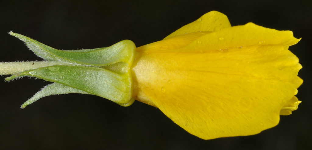 Flora of Eastern Washington Image: Taraxia tanacetifolia side profile of flower
