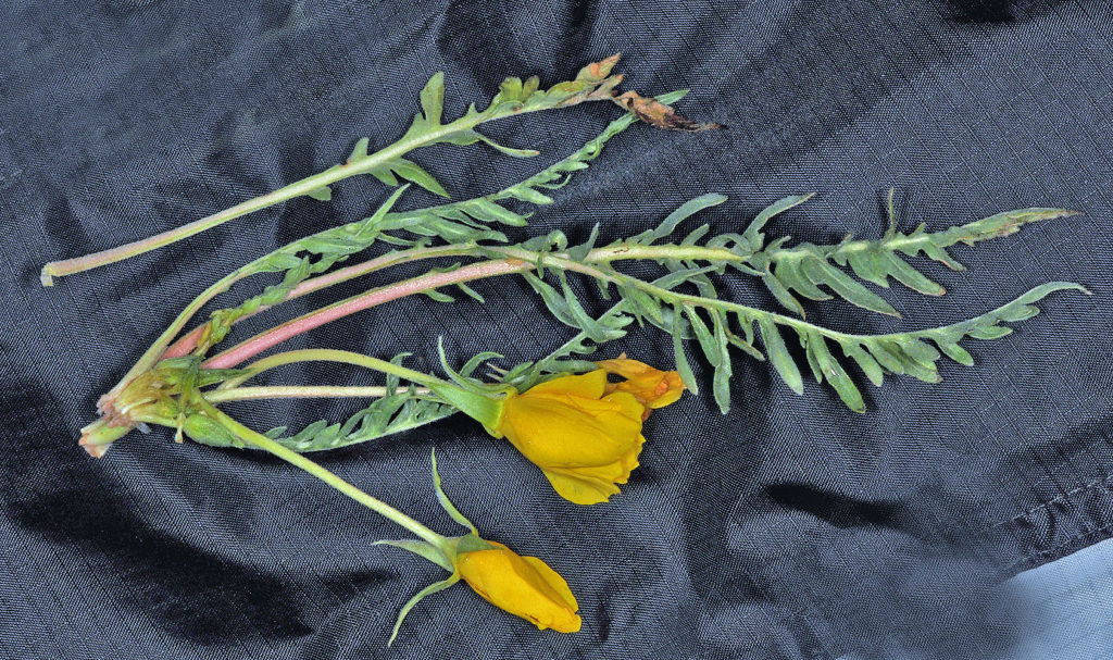 Flora of Eastern Washington Image: Taraxia tanacetifolia rooted plant on blue cloth