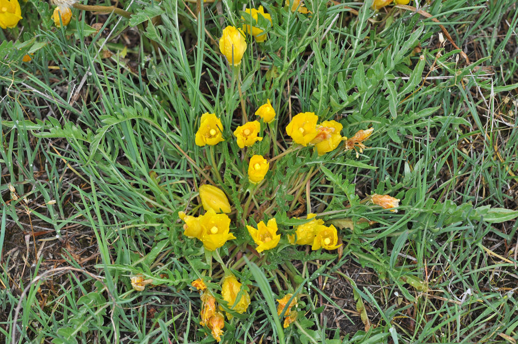 Flora of Eastern Washington Image: Taraxia tanacetifolia full bloomed plant in nature