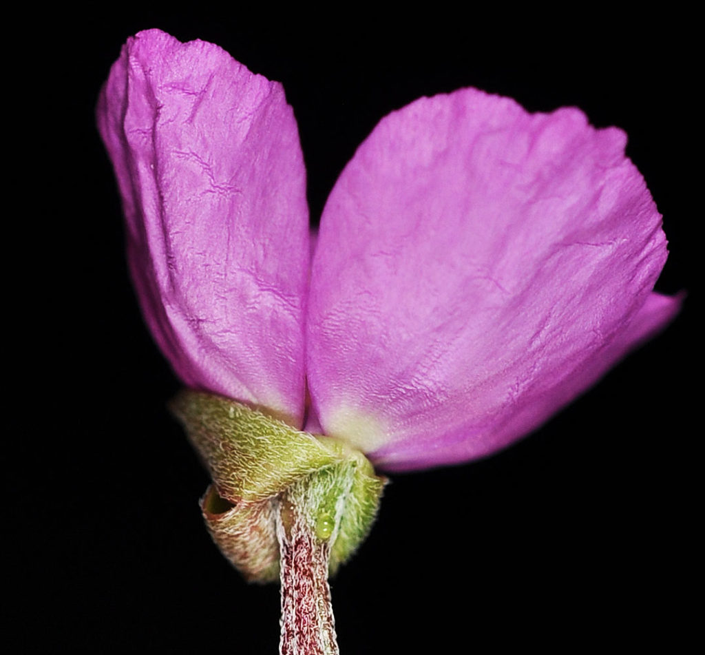 Flora of Eastern Washington Image: Clarkia gracilis 8