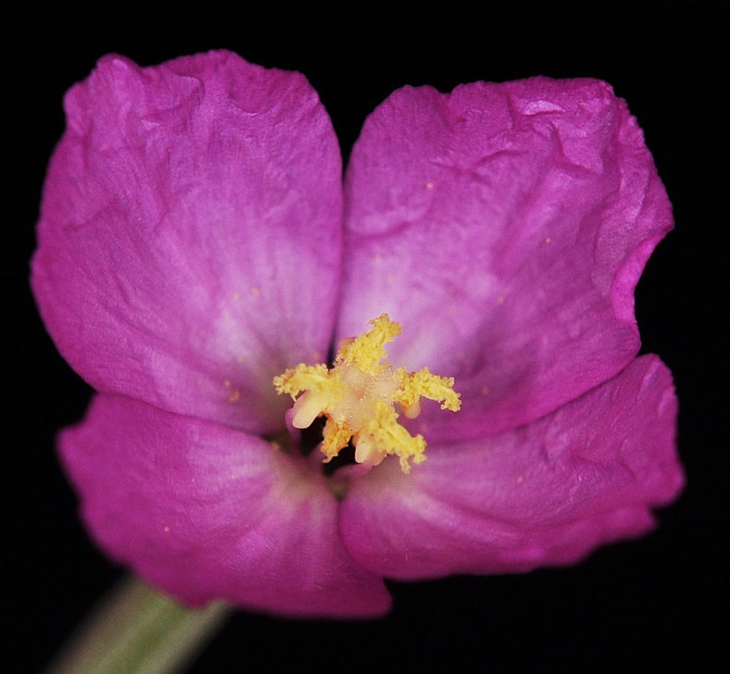 Flora of Eastern Washington Image: Clarkia gracilis 7