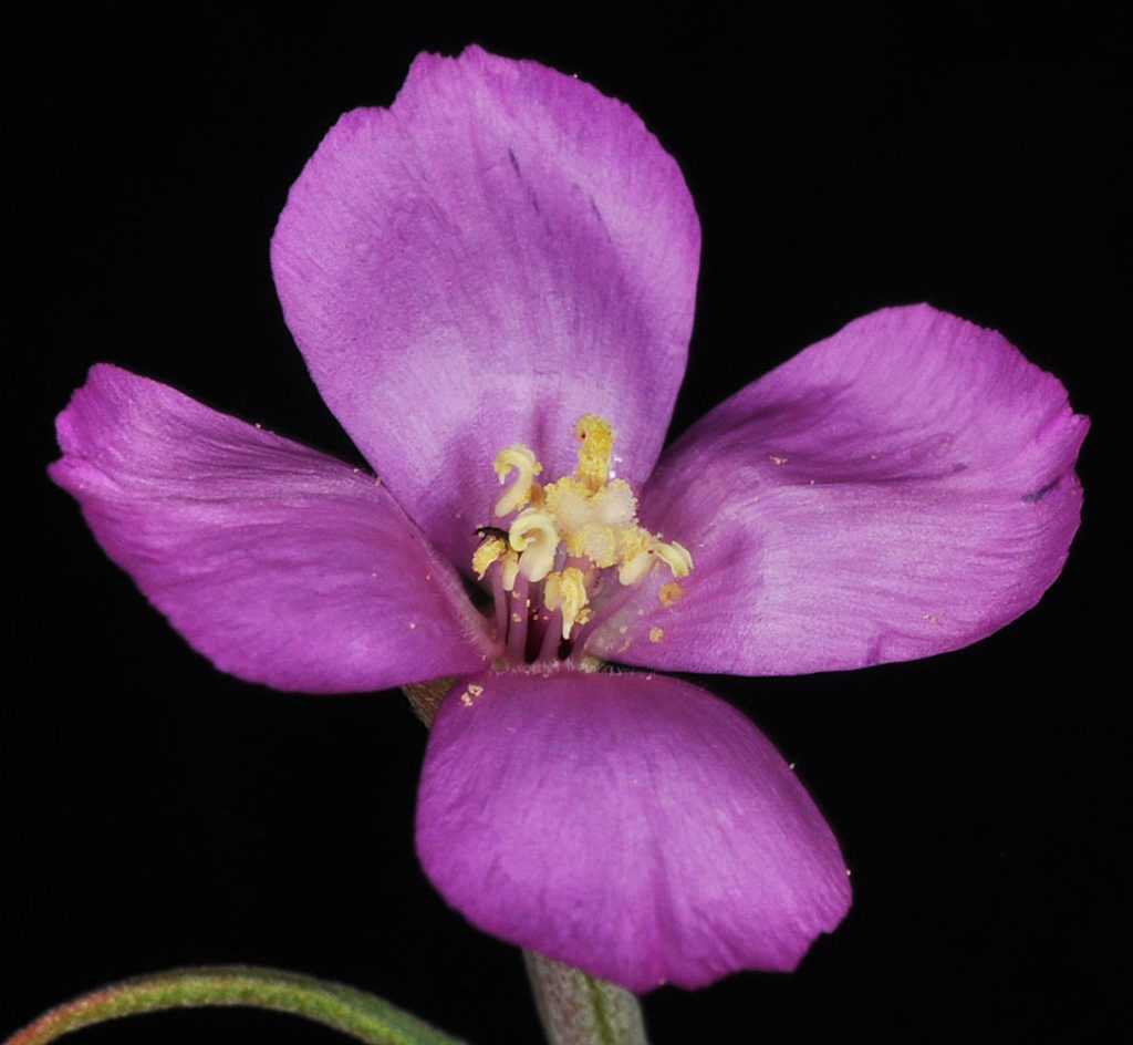 Flora of Eastern Washington Image: Clarkia gracilis 6