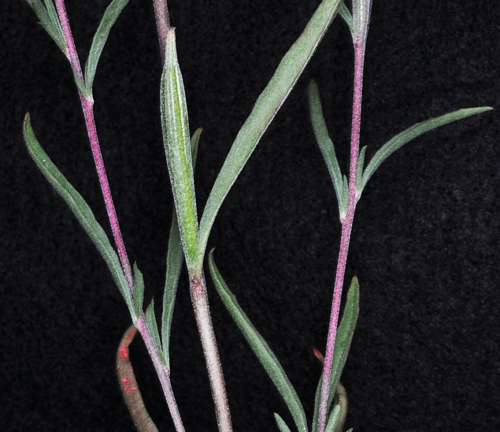 Flora of Eastern Washington Image: Clarkia gracilis 2