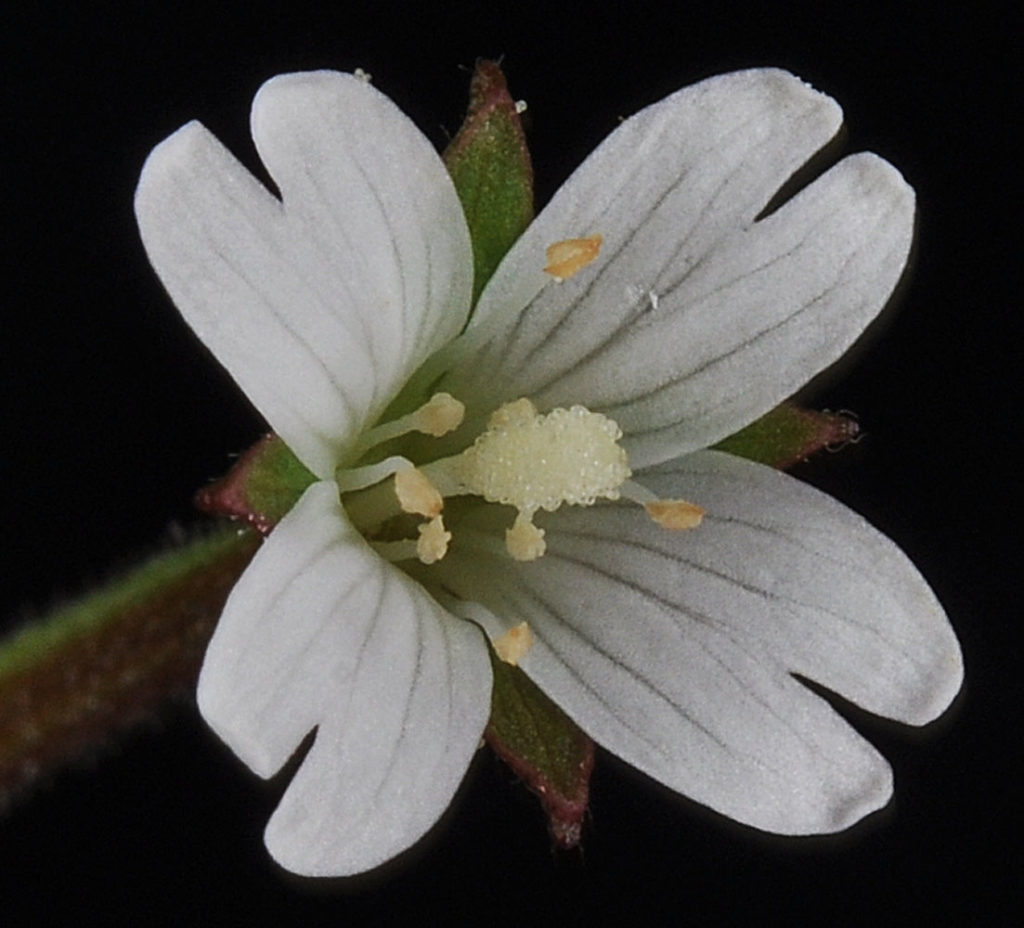 Flora of Eastern Washington Image: Epilobium glandulosum 8